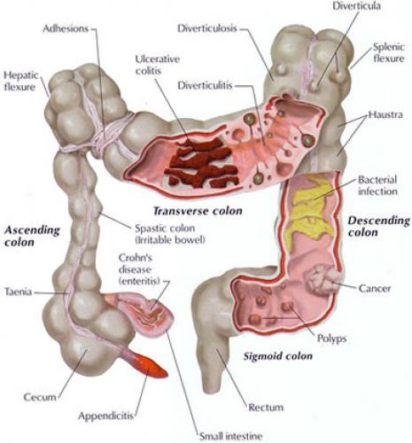 digestive system functions diagram